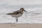 ./134/imgw/11_0_Sanderling.jpg