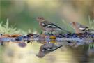 ./135/imgw/1_CB00712_Pinson_Arbres_40x60_SRVB_1.jpg