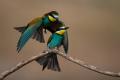 ./140/imgw/11_DSC_3453.jpg