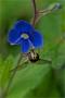 ./147/imgw/30_024_04_22_Eupeodes.jpg