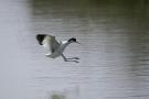 ./170/imgw/17_MMA4113_Atterrissage_d_une_avocette_elegante_2.jpg