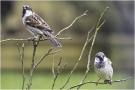 ./171/imgw/19__oiseaux.jpg