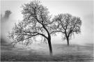 ./171/imgw/6_mbiance_arbres_sous_Brume.jpg