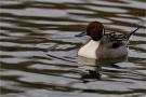 ./94/imgw/22_025_01_13_Canard_Pilet_Male_1_DxoPr.jpg