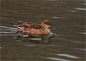 ./94/imgw/23_025_01_13_Canard_Pilet_femelle_3_DxoPr.jpg