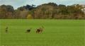 ./94/imgw/25_019_11_03_Chevreuils_Harde_37_.jpg