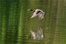 ./94/imgw/28_024_04_26_colvert_en_vol_DxoPr.jpg