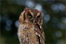 ./94/imgw/9_024_10_13_Hibou_petit_duc_1_CR2_DxoPr_Lum.jpg